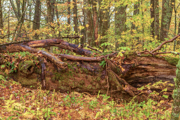 Large tree fallen in the Smoky Mountains