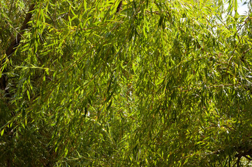 Weeping willow with hanging branches and green leaves.