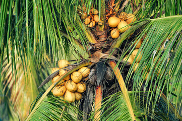 fresh yellow coconuts ready for harvest from the a palm tree near Ubud, Bali, Indonesia