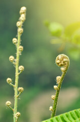 close up of a fiddlehead fern or ostrich fern (Matteuccia struthiopteris) growing in Ubud, Bali, Indonesia