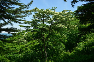 Giant dogwood Cornus controversa of Cornaceae is a 20m tall deciduous tree with ovate leaves and white undersides. This is an authentic optical photography on location.
