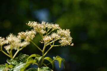 Giant dogwood Cornus controversa of Cornaceae is a popular landscape tree valued for its unique layered shape. This is an authentic optical photography on location.