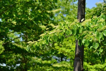 Obraz premium Giant dogwood Cornus controversa of Cornaceae is a popular landscape tree valued for its unique layered shape. This is an authentic optical photography on location.