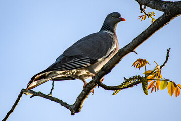 galamb a tavaszi fa&aacute;gon
