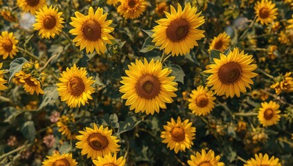 Obraz premium Sunflowers sprawling across a field seen from a top-down perspective, illustrating natural growth cycles