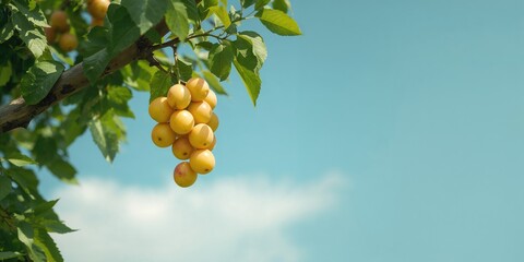 Cluster of ripe yellow plums with lush green foliage under bright sky, focusing on fruit maturity and growth