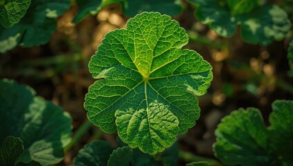 Obraz premium Pumpkin leaf pattern in a field setting, highlighting crop cultivation techniques