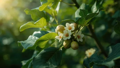 Detailed view of fig blooms on a tree in a botanical garden, highlighting flowering stage and summer foliage © The 2R Artificiality