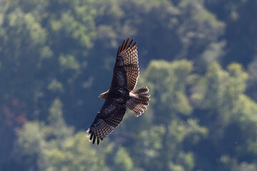 Fototapeta premium Unusual top view of a red-tailed hawk flying over hills, seen in the wild in North California