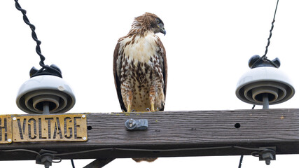 red-tailed hawk perched on a power line, seen in the wild in  North California