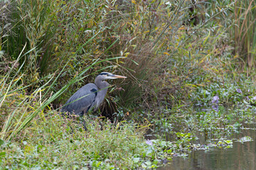 Great blue heron, seen in the wild in a North California marsh