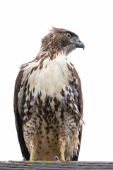 red-tailed hawk perched on a power line, seen in the wild in  North California