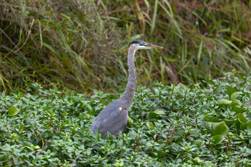 Great blue heron, seen in the wild in a North California marsh