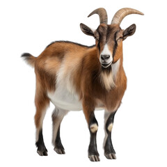 Fototapeta premium Brown and White Goat Standing animal farm isolated on a transparent background