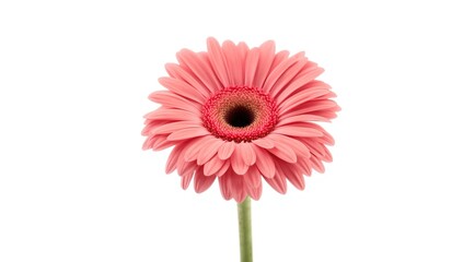 Pink gerbera daisy flower detailed view on white background, decorative floral element for arrangement planning