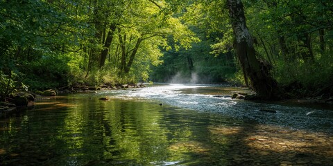Shallow stream flowing through lush green forest during summer, nature scene, travel background