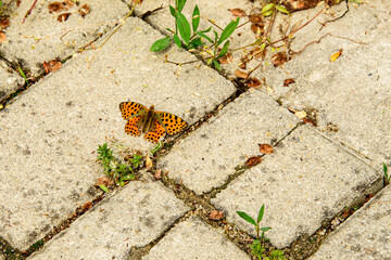 S&aacute;rga lepke a k&ouml;v&ouml;n