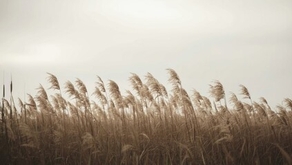 Obraz premium Common reed (Phragmites australis) standing tall in a wetlands landscape, highlighting ecological resilience