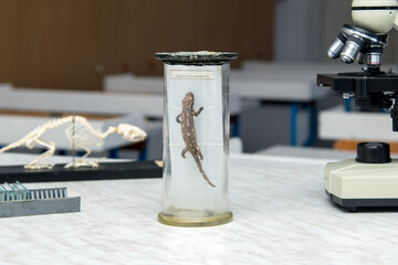 a salamander in a glass flask on a table