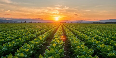 Soy field with expansive open ground, sustainable agriculture practices, World Agriculture Day