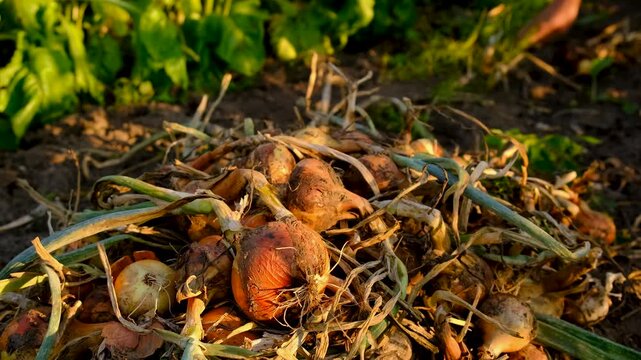 A farmer harvests onions. Selective focus.