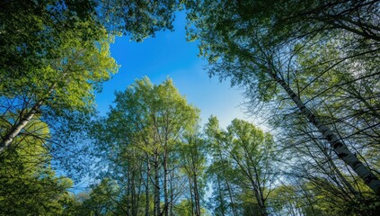 Birch trees seen from ground level urban forest preservation