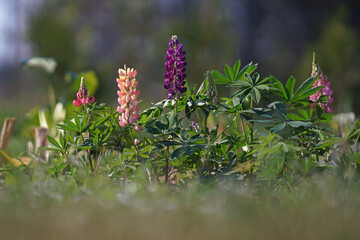 Blooming large-leaved Lupine (Lupinus polyphyllus) with multi-colored flowers growing up in a garden in summer