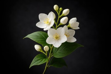 Obraz premium Isolated jasmine sprig with delicate white blossoms on a dark shadowy background