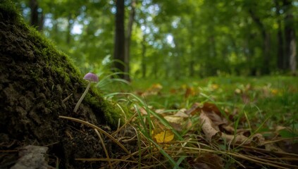 Obraz premium Small purple Mycena meliigena mushroom emerging from rotting wood, emphasizing organic decay