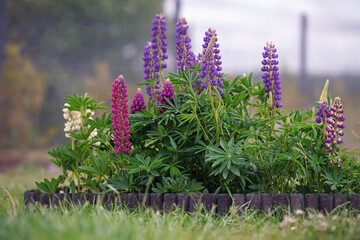 Blooming large-leaved Lupine (Lupinus polyphyllus) with multi-colored flowers growing up in a garden in summer