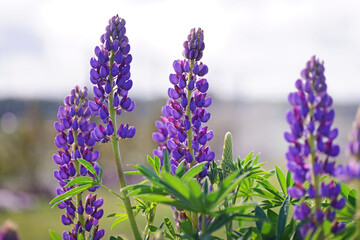 Close up of a violet Russell hybrid Lupine (Lupinus polyphyllus) growing in a garden in summer