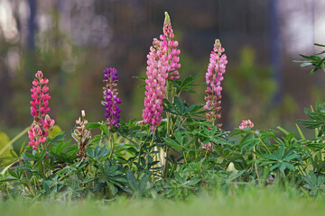 Blooming large-leaved Lupine (Lupinus polyphyllus) with multi-colored flowers growing up in a garden in summer