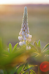 Close up of a white Russell hybrid Lupine (Lupinus polyphyllus) growing in a garden in summer
