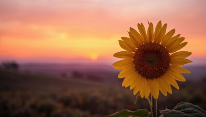 Fototapeta premium Sunset with a yellow sunflower, suitable for text overlay backgrounds, World Environment Day
