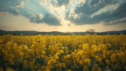 Bright yellow rapeseed plants cultivated for oil-rich seeds and protein flour production, supporting crop diversity