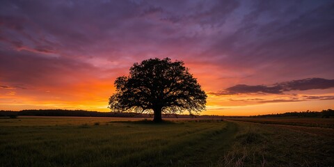 Solitary tree silhouette in grass field during sunset, seasonal change