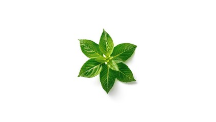 Fototapeta premium Sweet cherry leaves arranged on a plain white surface, ideal for layout backgrounds