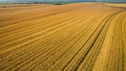 Obraz premium Top-down view of a wheat farm with visible tractor paths, highlighting crop cultivation, Global Agriculture Awareness Day