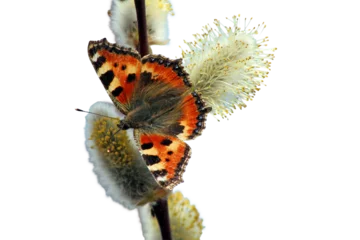 Fototapete Palme Ein Schmetterling, ein Kleiner Fuchs auf Palmkätzchen im Frühling, freigestellt in PNG  © Astrid Gast