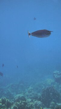 A single unicornfish swims in the blue midwater column, Karang Hatta, Banda Sea.