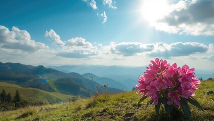 Summer mountain scene with pink rhododendron bushes under a blue sky, highlighting seasonal renewal and vibrant flora