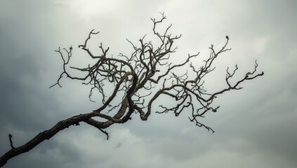 Leafless fig branches in winter drought conditions beneath a overcast sky, highlighting seasonal tree adaptation