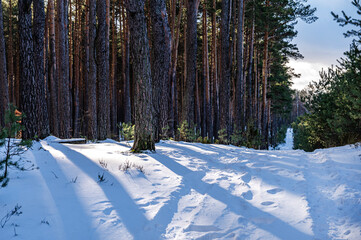 Zimowy las © Tomasz Warszewski