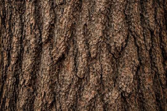 natural coarse texture pattern on large tree trunk bark