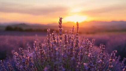 Lavender plants in a sunset-lit field with gentle pastel tones, suitable for editorial header backgrounds