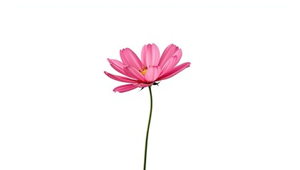 Close-up of a vibrant pink sulfur cosmos flower on a white backdrop, ideal for botanical layouts