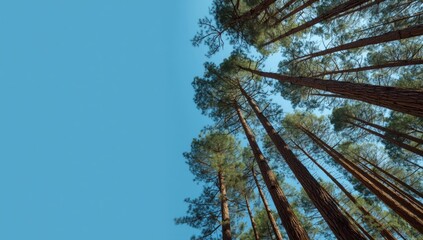 Loblolly pine trees with elongated trunks extend toward the sky, illustrating forest verticality and seasonal foliage