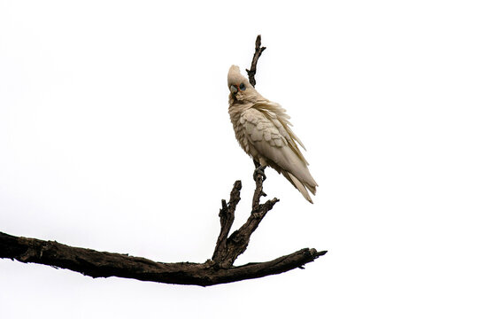 Laughing Kookaburra (Dacelo novaeguineae)