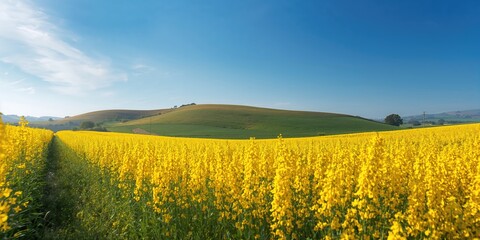 Fototapeta premium Rapeseed crop in bloom set against a scenic landscape, agricultural landscape and seasonal change