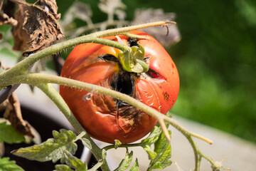 A rotten tomato on a vine.